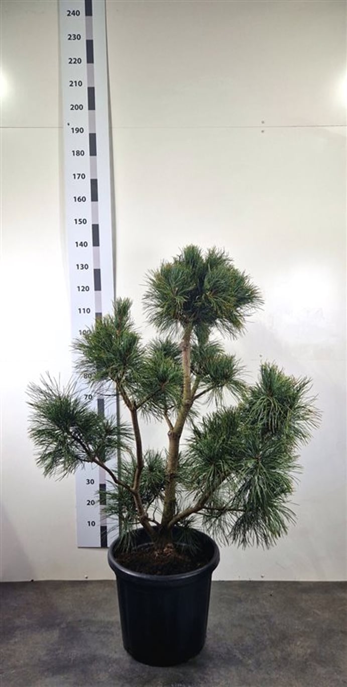 Pinus flexilis 'Cessarini Blue' - 120-140 CM Bonsai Cont.